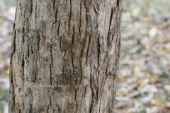 Handroanthus chrysanthus subsp. meridionalis